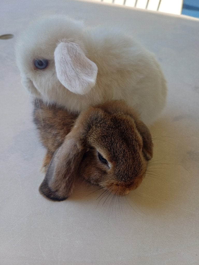Koppel konijntjes, Dieren en Toebehoren, Konijnen, Meerdere dieren, Dwerg, Hangoor, 0 tot 2 jaar