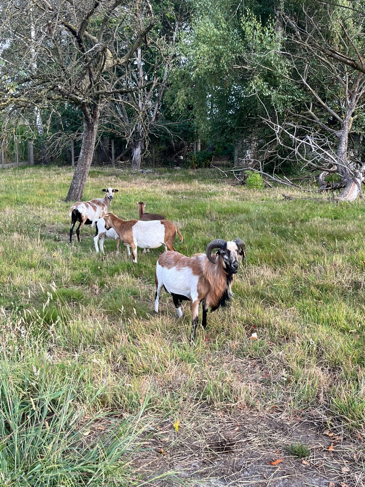 Kameroen schapen, Dieren en Toebehoren