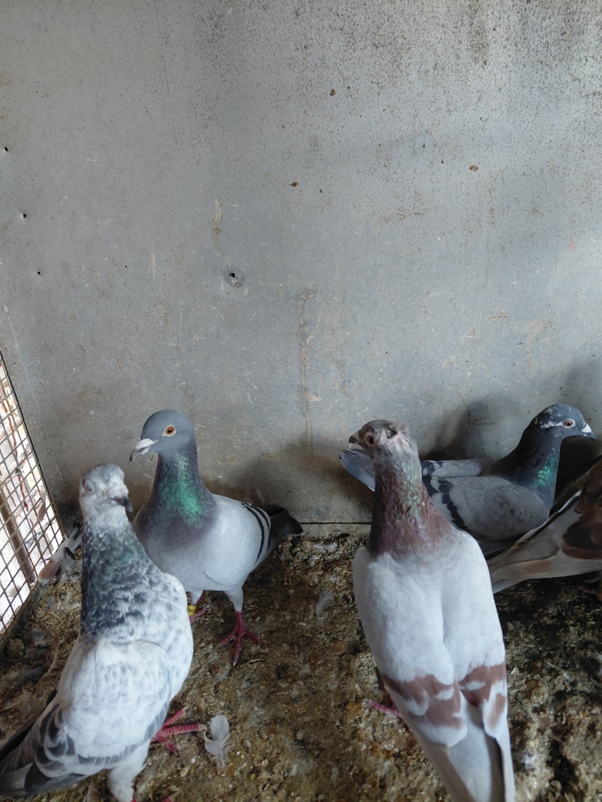pigeons mouchetés