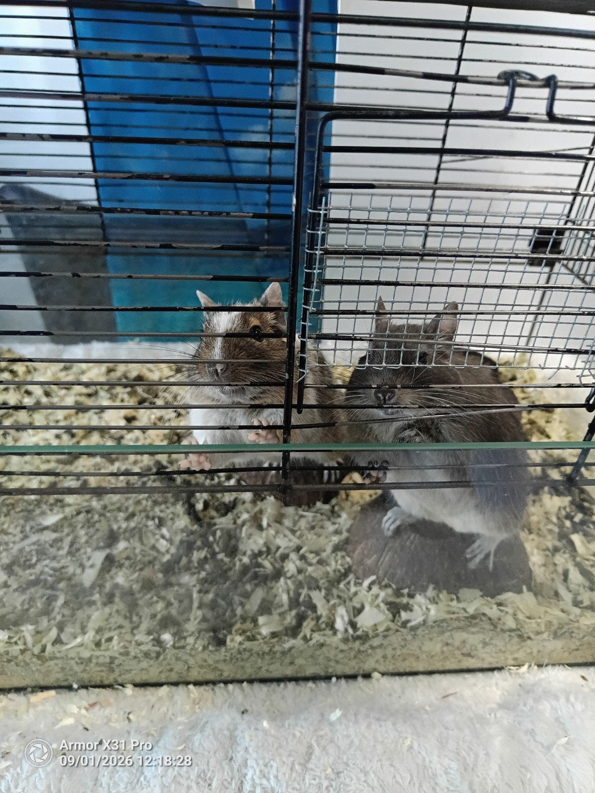 10, Animaux & Accessoires, Rongeurs, Janvier, Chinchilla