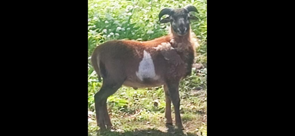 Kameroen bokje, Dieren en Toebehoren, Schapen, Geiten en Varkens, Schaap