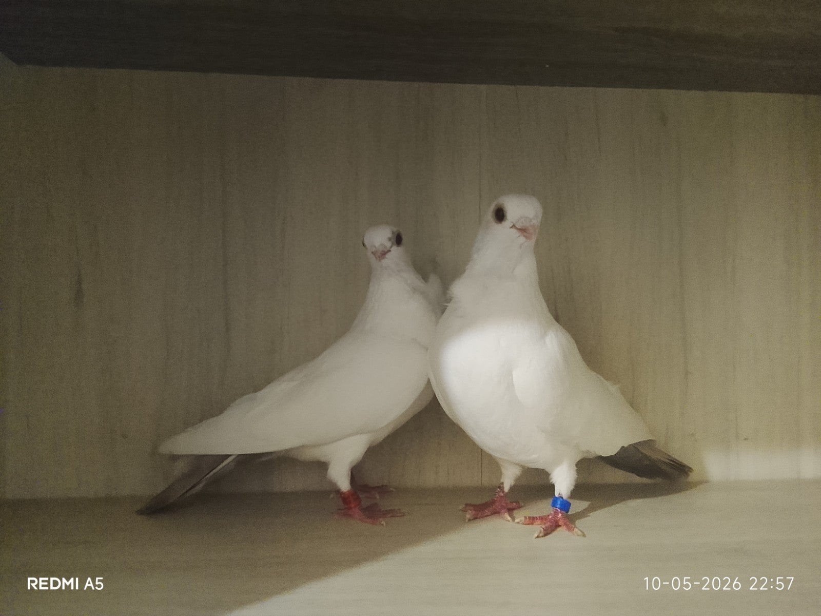 Couple qui démarre un café, Animaux & Accessoires, Oiseaux | Pigeons, Plusieurs animaux, Autres espèces