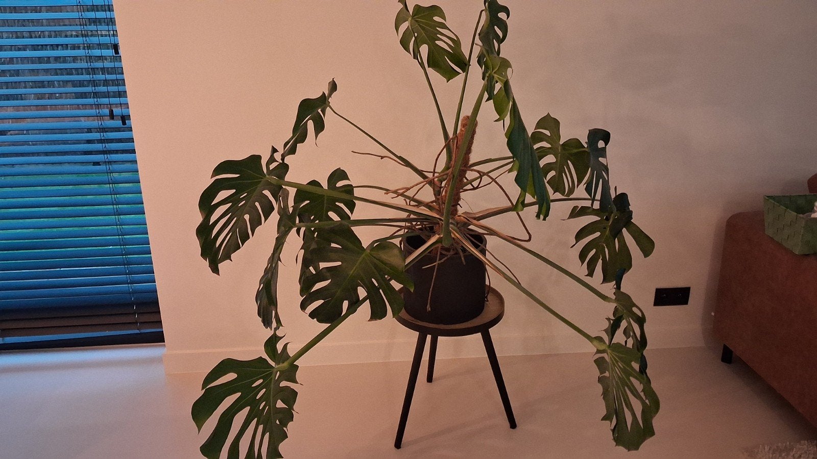 Plante Monstera avec pot, Enlèvement