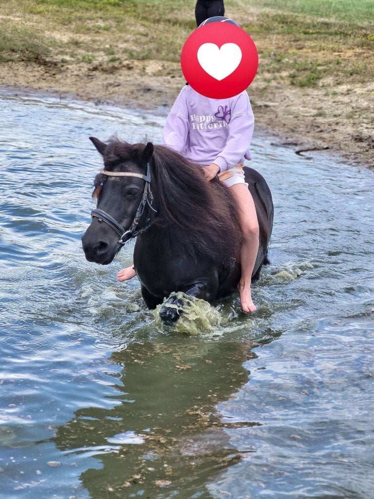 Halve stal pony en paard, Plusieurs animaux, Débourré, Poney de récréation