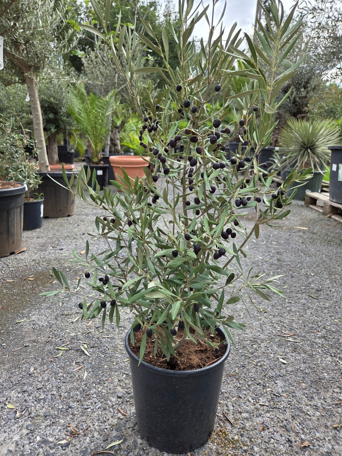 Olijfboom Olea Europaea struik, Ophalen, Olijfboom