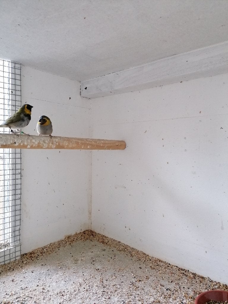 Cubavink, Dieren en Toebehoren, Vogels | Kanaries