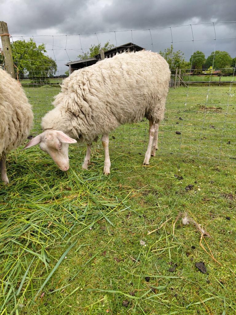 Melkschaap ooi