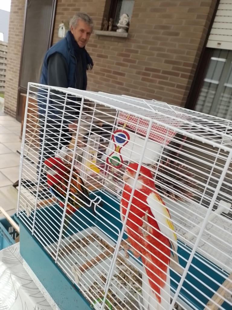 rosellas, Dieren en Toebehoren, Meerdere dieren, Parkiet