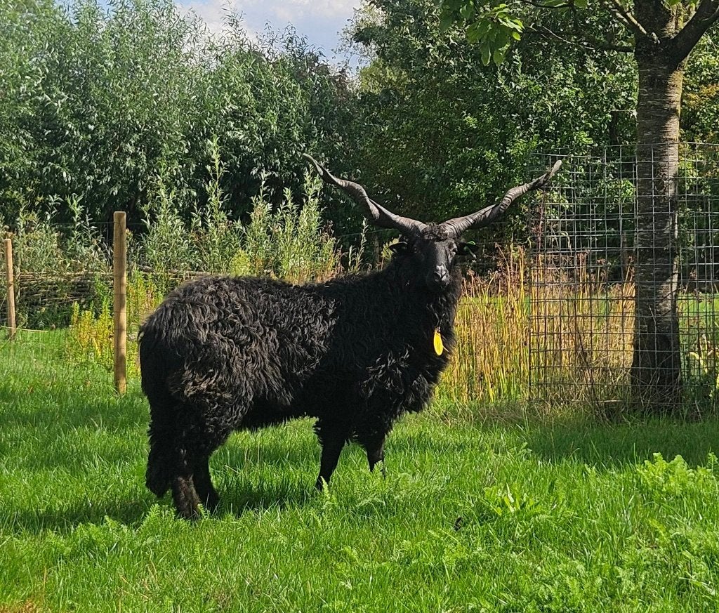 Racka achapenram, Mannelijk, Schaap, 0 tot 2 jaar