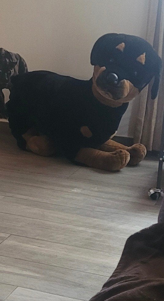 Peluche, Enlèvement, Comme neuf, Chien