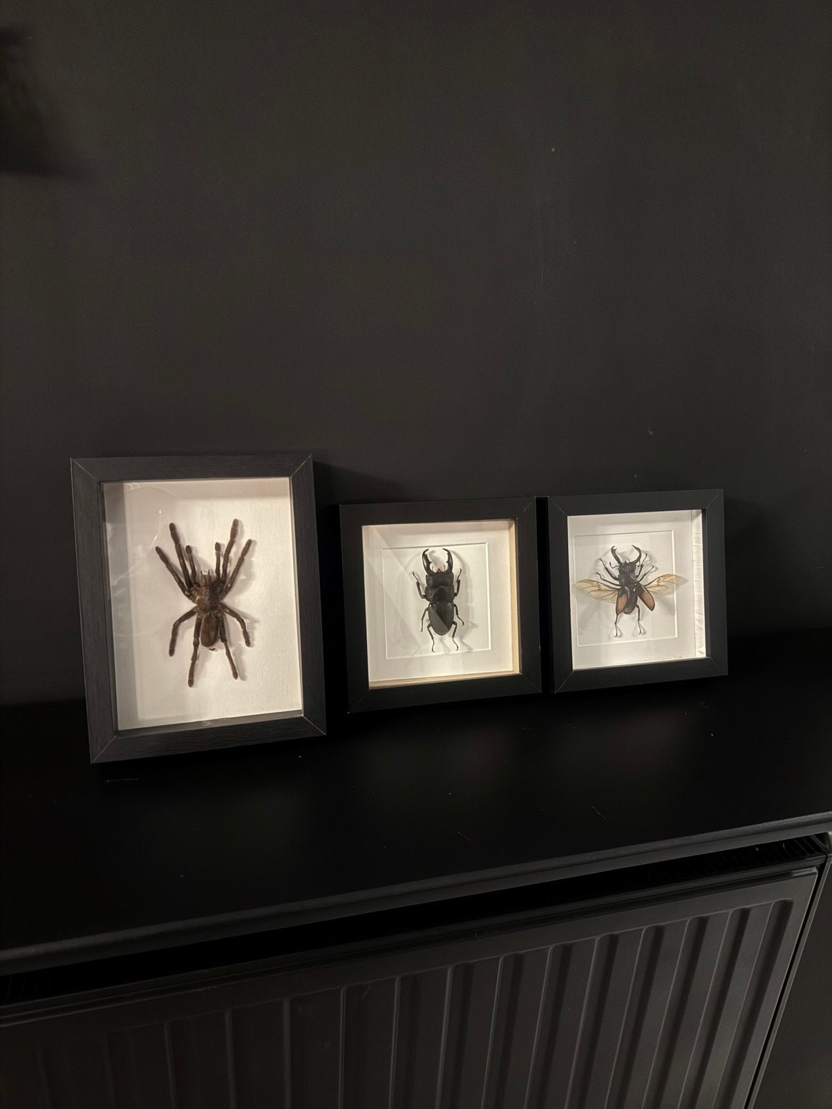 Taxidermie kevers en vogelspin, Huis en Inrichting, Ophalen, Nieuw
