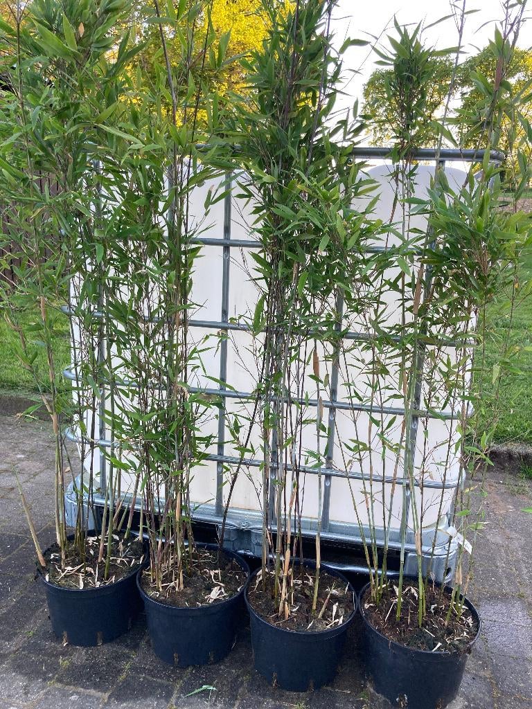 Bamboe Fargesia Da-Wei niet woekerend ook voor haag, Tuin en Terras, Ophalen, Volle zon, Vaste plant, Siergrassen