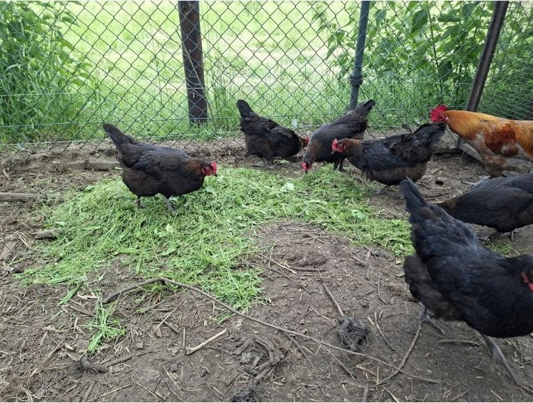 Marans kopernek zwart Hennen en kopernek blauw haan van 2025, Meerdere dieren, Kip
