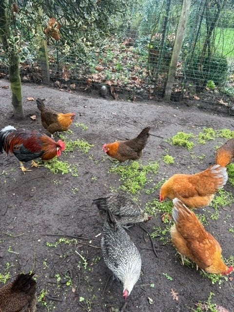 gros coq leghorn brun, Animaux & Accessoires, Mâle, Poule ou poulet