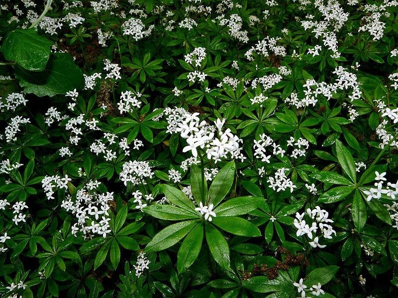galium odoratum of lievevrouwebedstro in pot een 10 tal, Tuin en Terras, Planten | Tuinplanten, Ophalen, Vaste plant