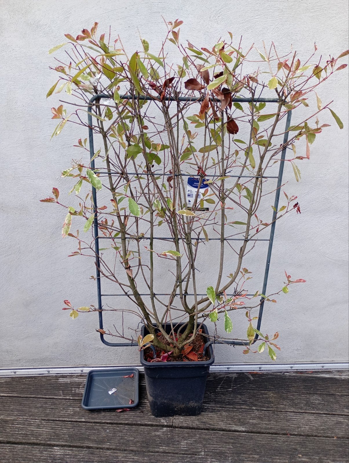 Plante Photinia, Jardin & Terrasse, Enlèvement, Été, Graminées ornementales, Plein soleil