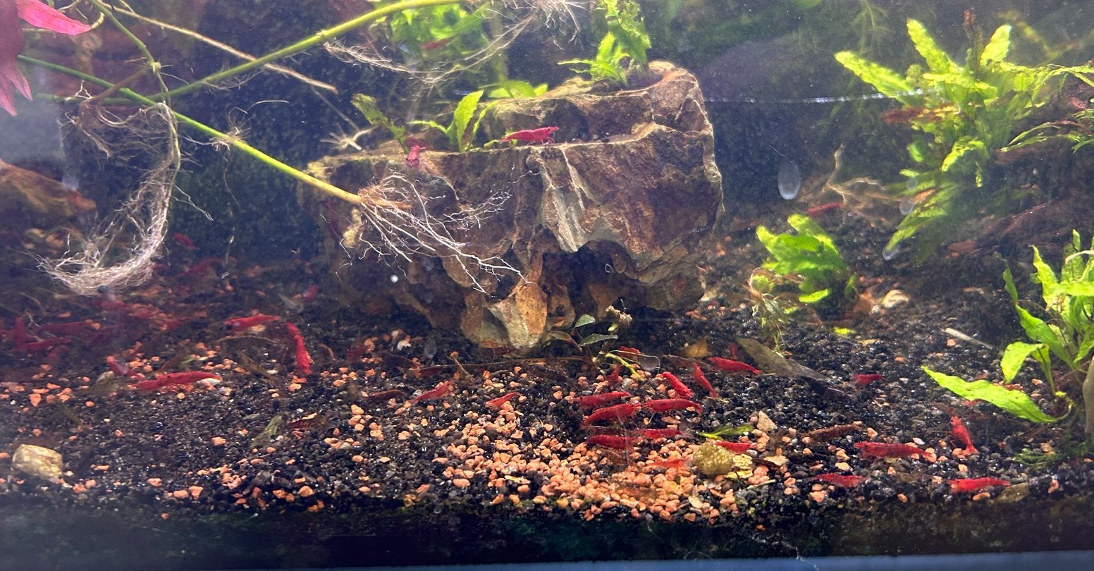 Garnaaltjes te koop (rood, bruin, zwart, wildkleur), Kreeft, Krab of Garnaal, Zoetwatervis