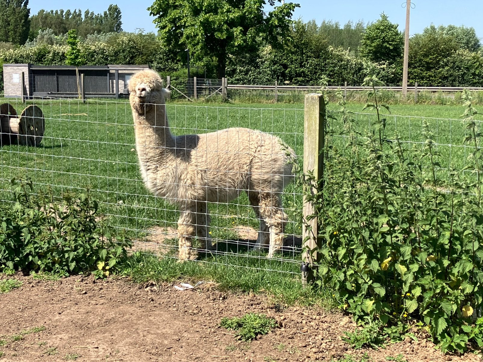 Alpaca, Dieren en Toebehoren, Juli, Mannelijk