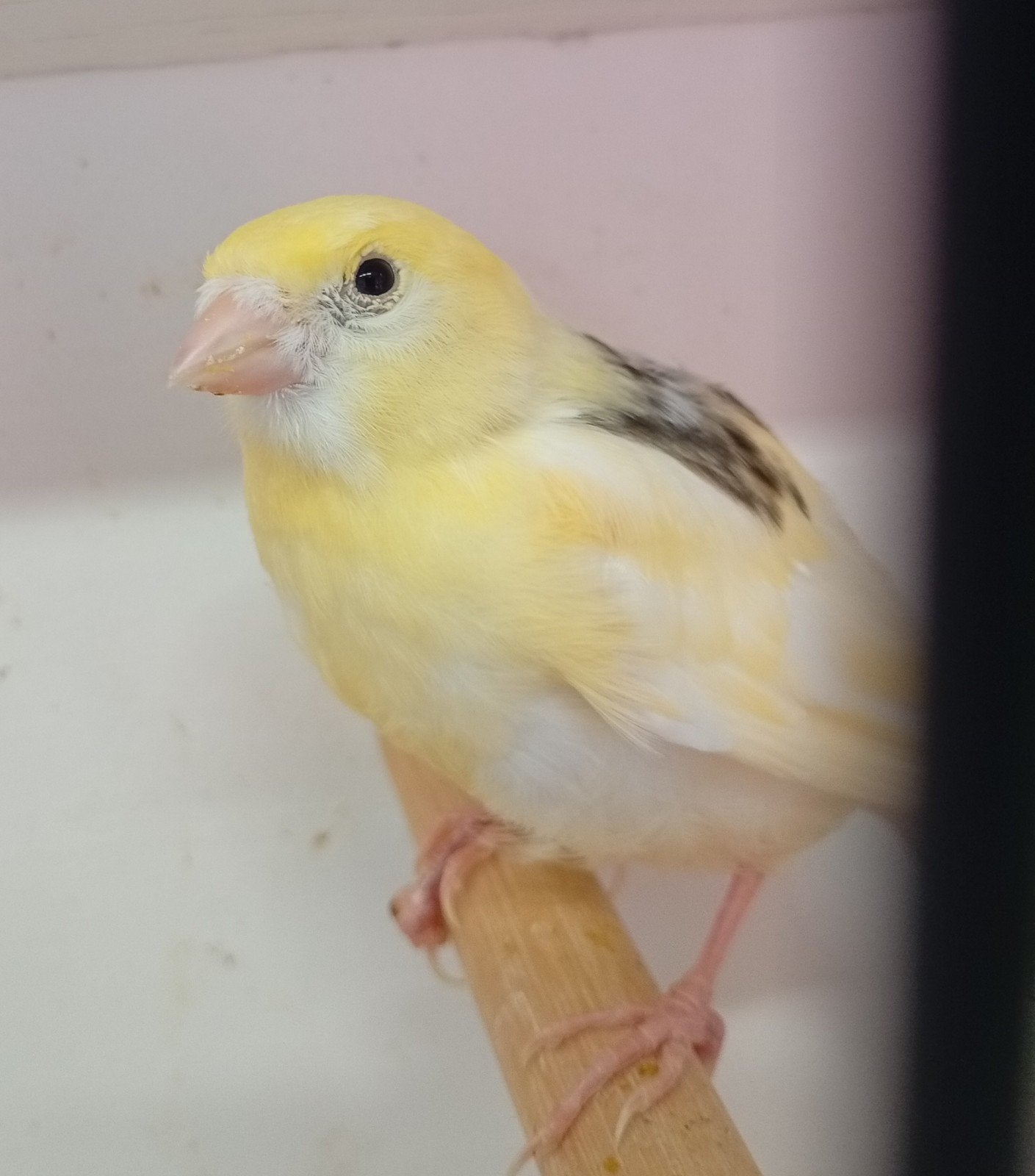 les 4 derniers jeunes canaris, Sexe inconnu, Canari chanteur