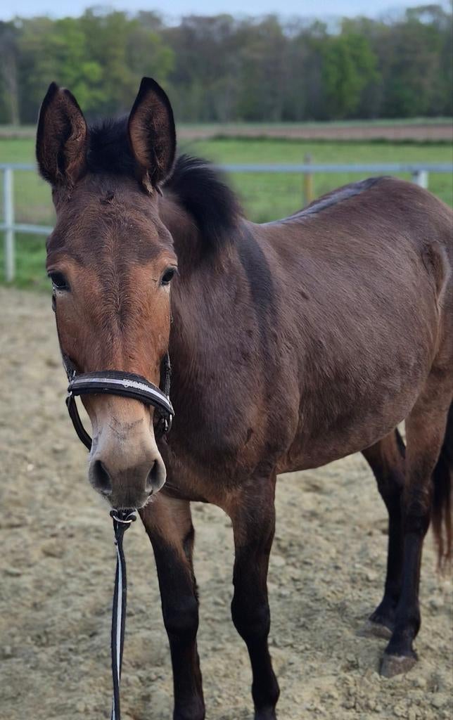 6 jarige muilezel merrie, Dieren en Toebehoren, Merrie, Gechipt