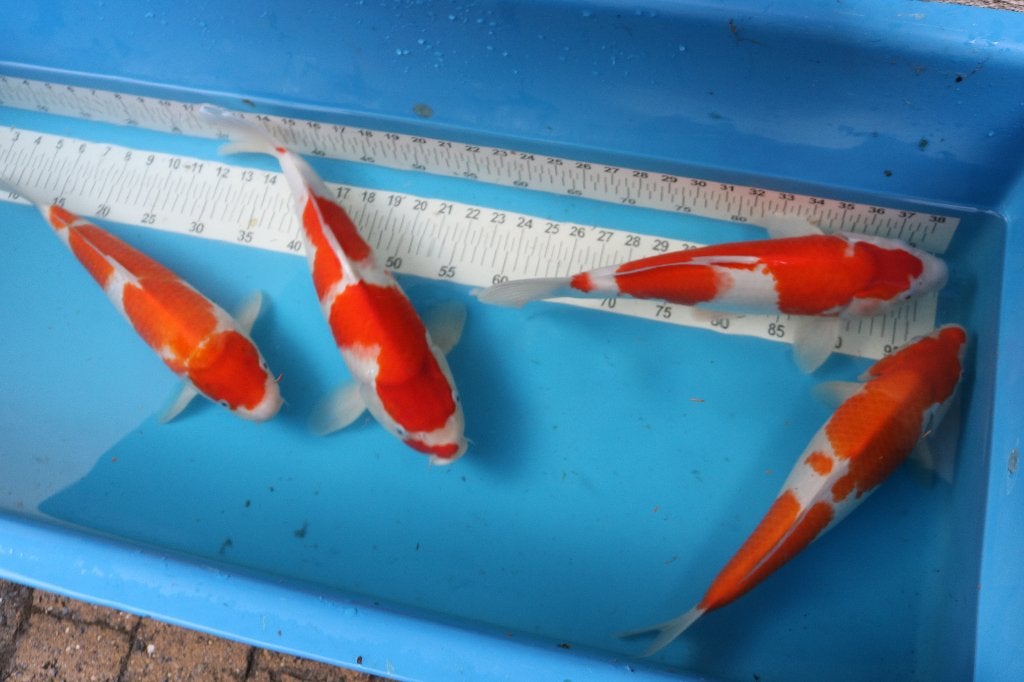 QG Kohaku, Japon, Koi, Carpe ou Koï