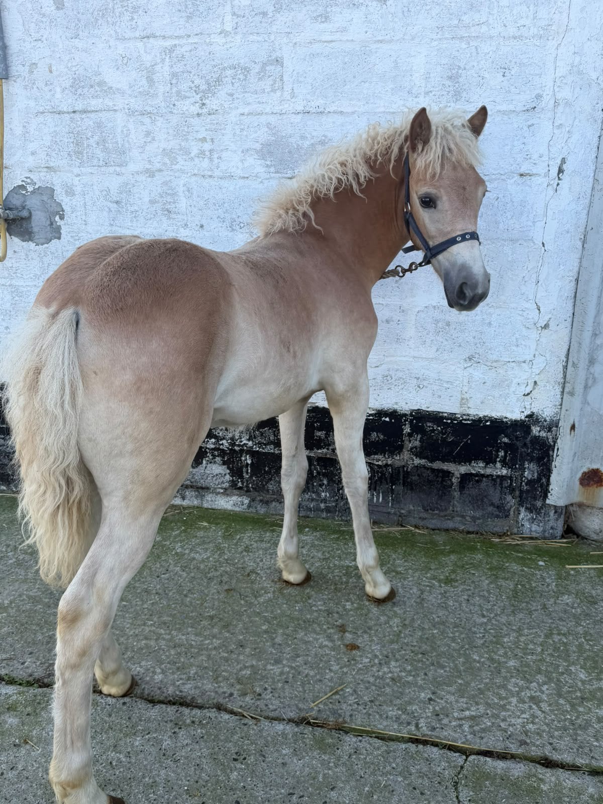 Haflinger merrieveulen, Merrie, Minder dan 160 cm, Met stamboom, 0 tot 2 jaar