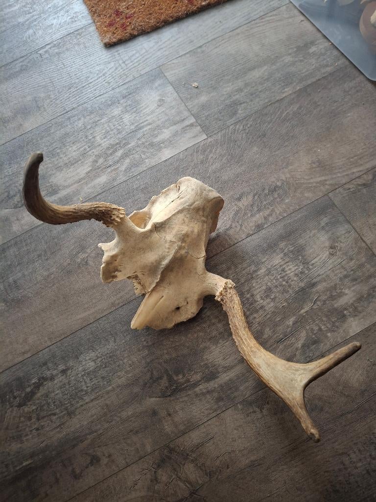 Gewei eland, Verzamelen, Dierenverzamelingen, Ophalen, Gebruikt, Hert, Gewei of Kop