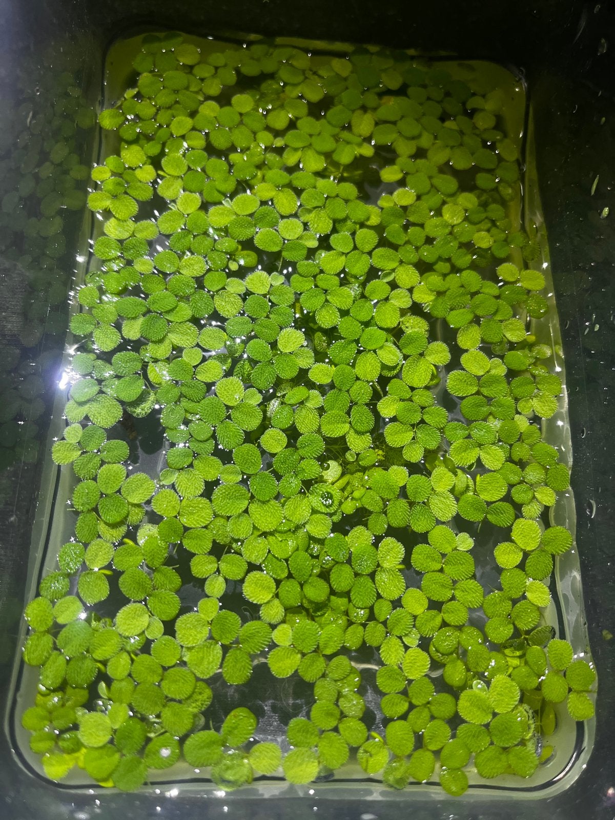 Drijfplant salvinia, Dieren en Toebehoren, Ophalen, Nieuw