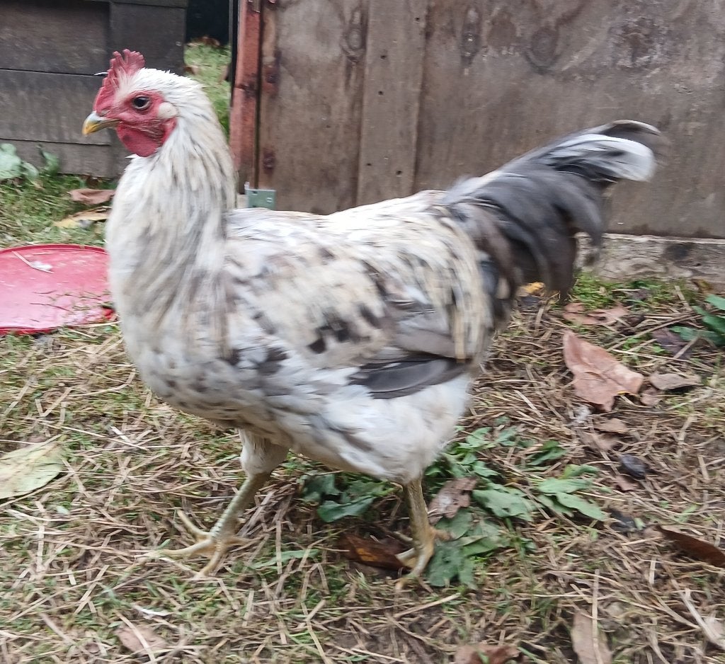 Silverudds Bla kippen, Poule ou poulet