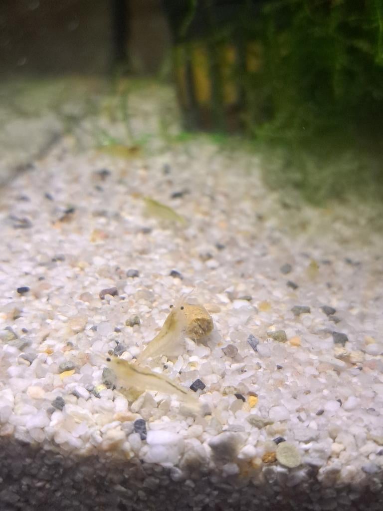 neocaridina jaune light crevettes aquarium., Animaux & Accessoires, Poissons | Aquariums & Accessoires