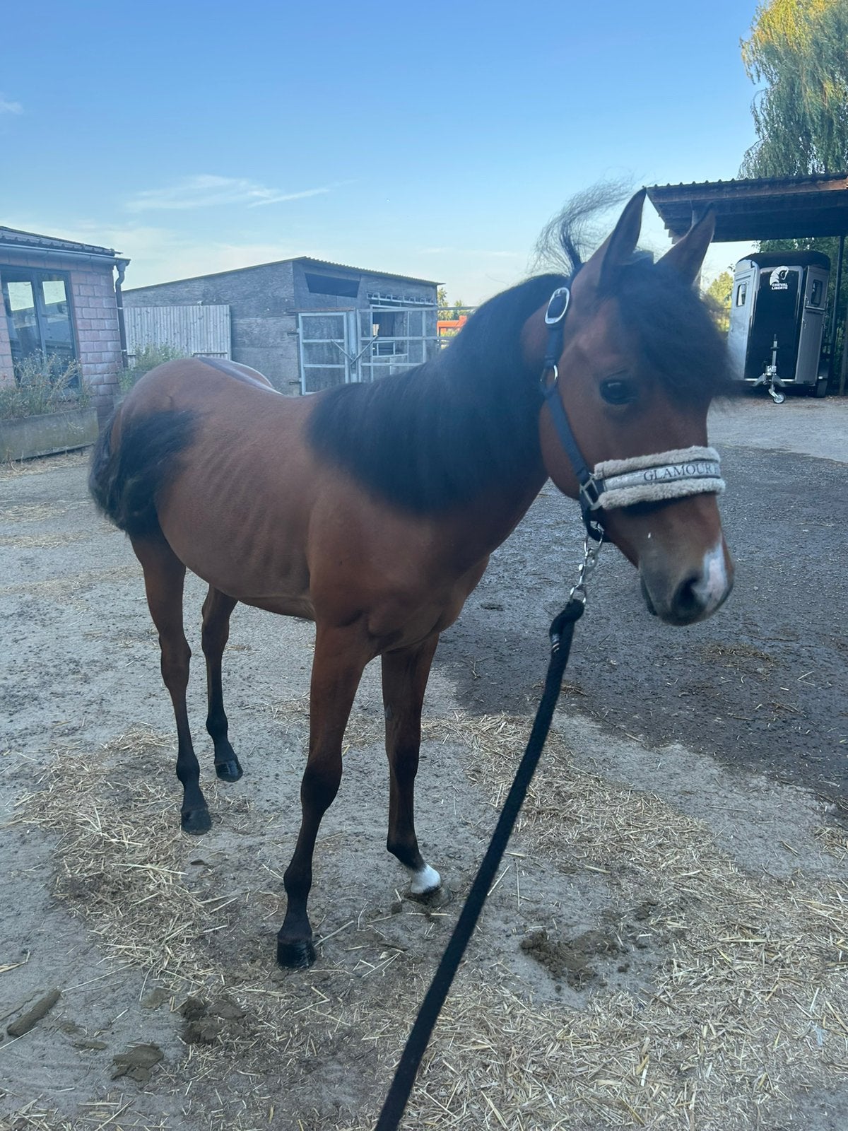 AQHA quarter hengst, Dieren en Toebehoren, Minder dan 160 cm, Met stamboom, 0 tot 2 jaar, Hengst