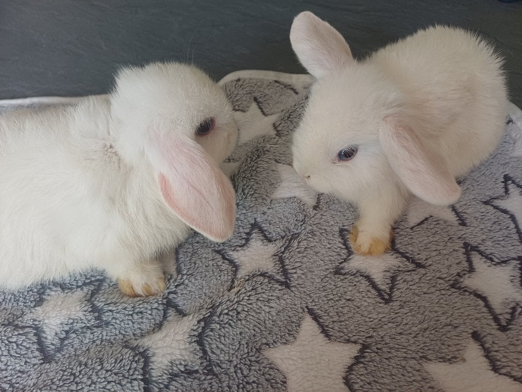 Raszuivere minilops - voedsters, Animaux & Accessoires, Lapins, Femelle, Nain, Oreilles tombantes, 0 à 2 ans