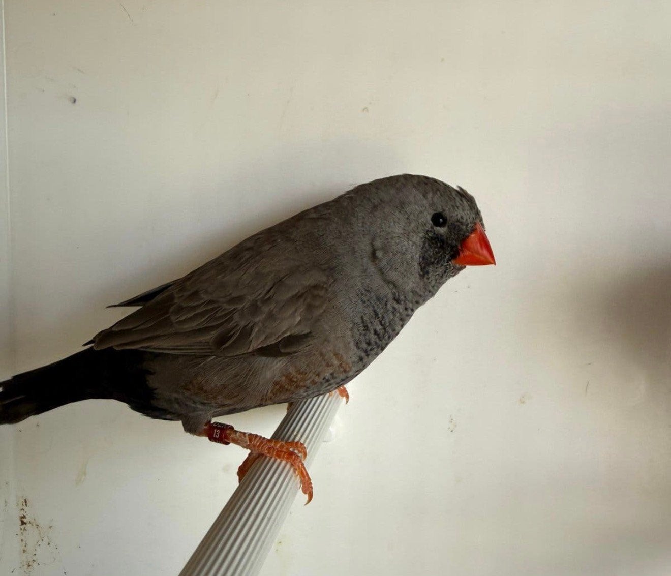 Koppel Charcoal grijs zebravinken, exoten, Geringd