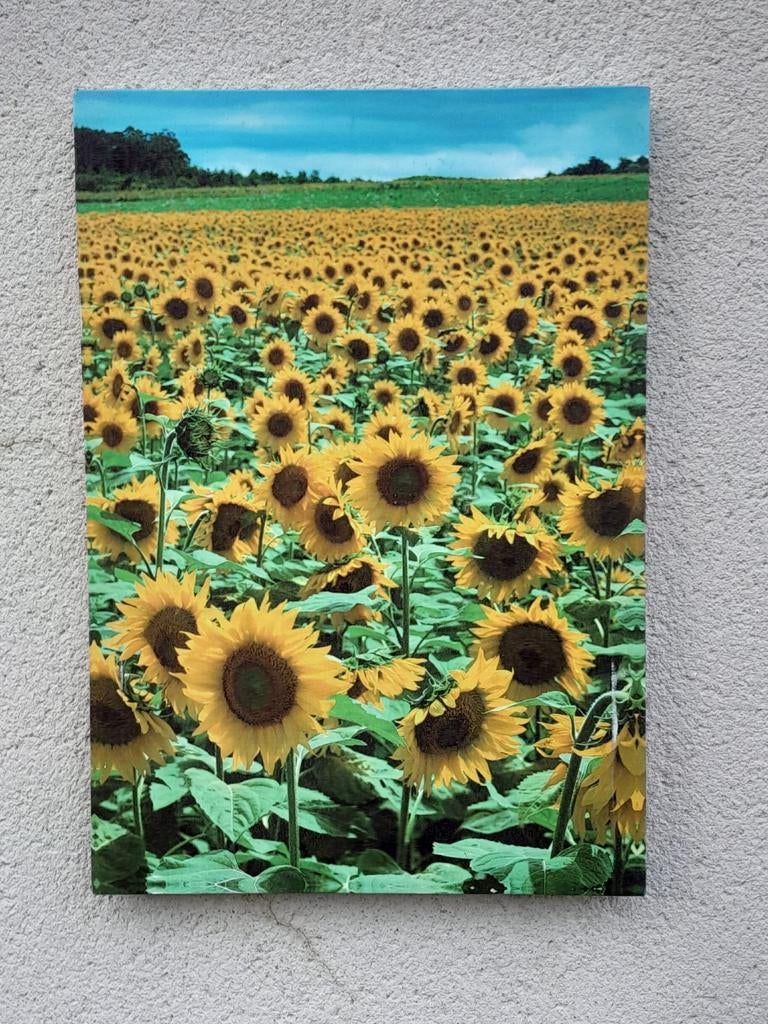 Canvas, Huis en Inrichting, Ophalen, Overige materialen, Minder dan 50 cm, 50 tot 75 cm