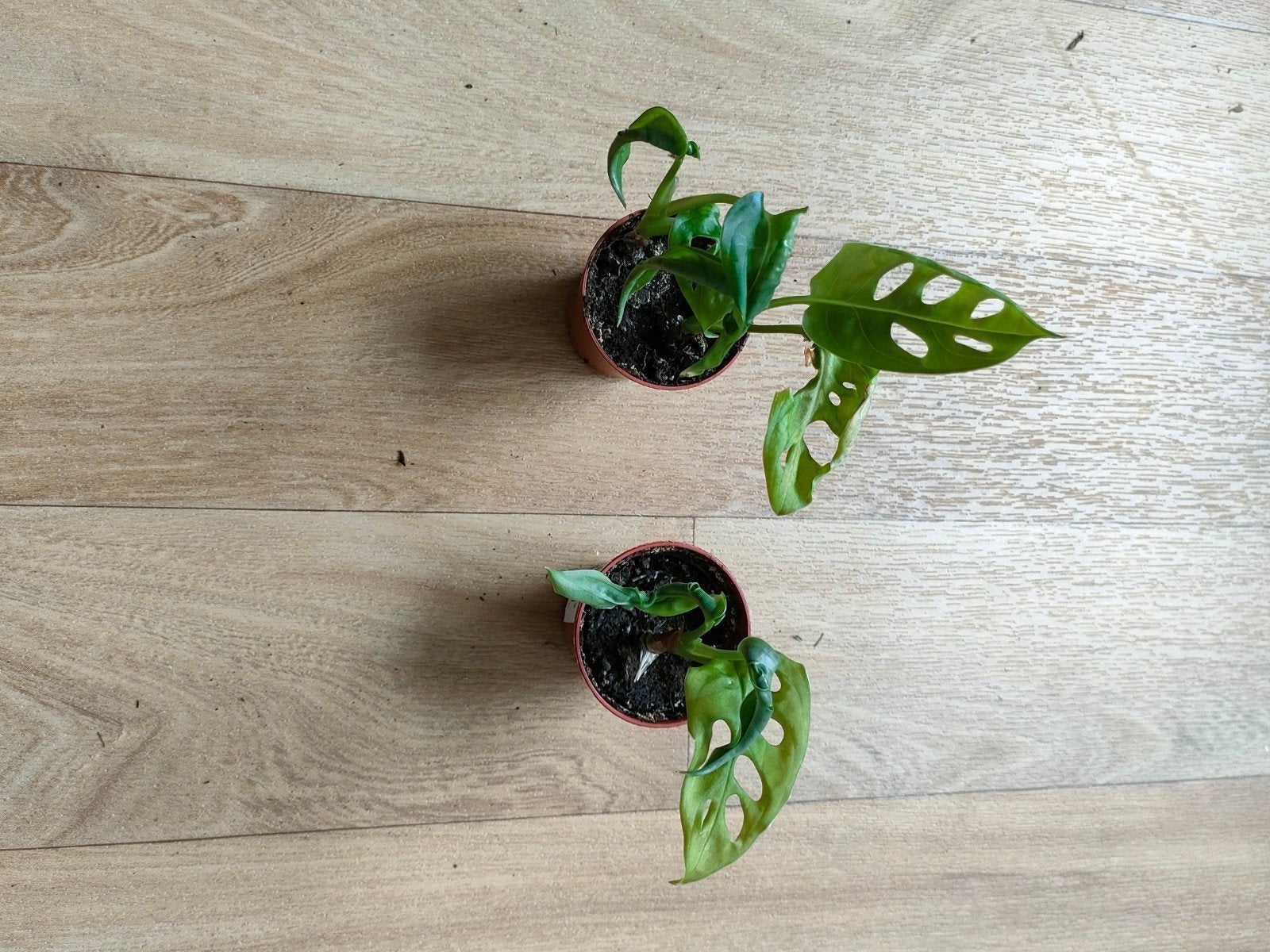 Monstera adansonii stekken te koop, Huis en Inrichting, Kamerplanten, Ophalen