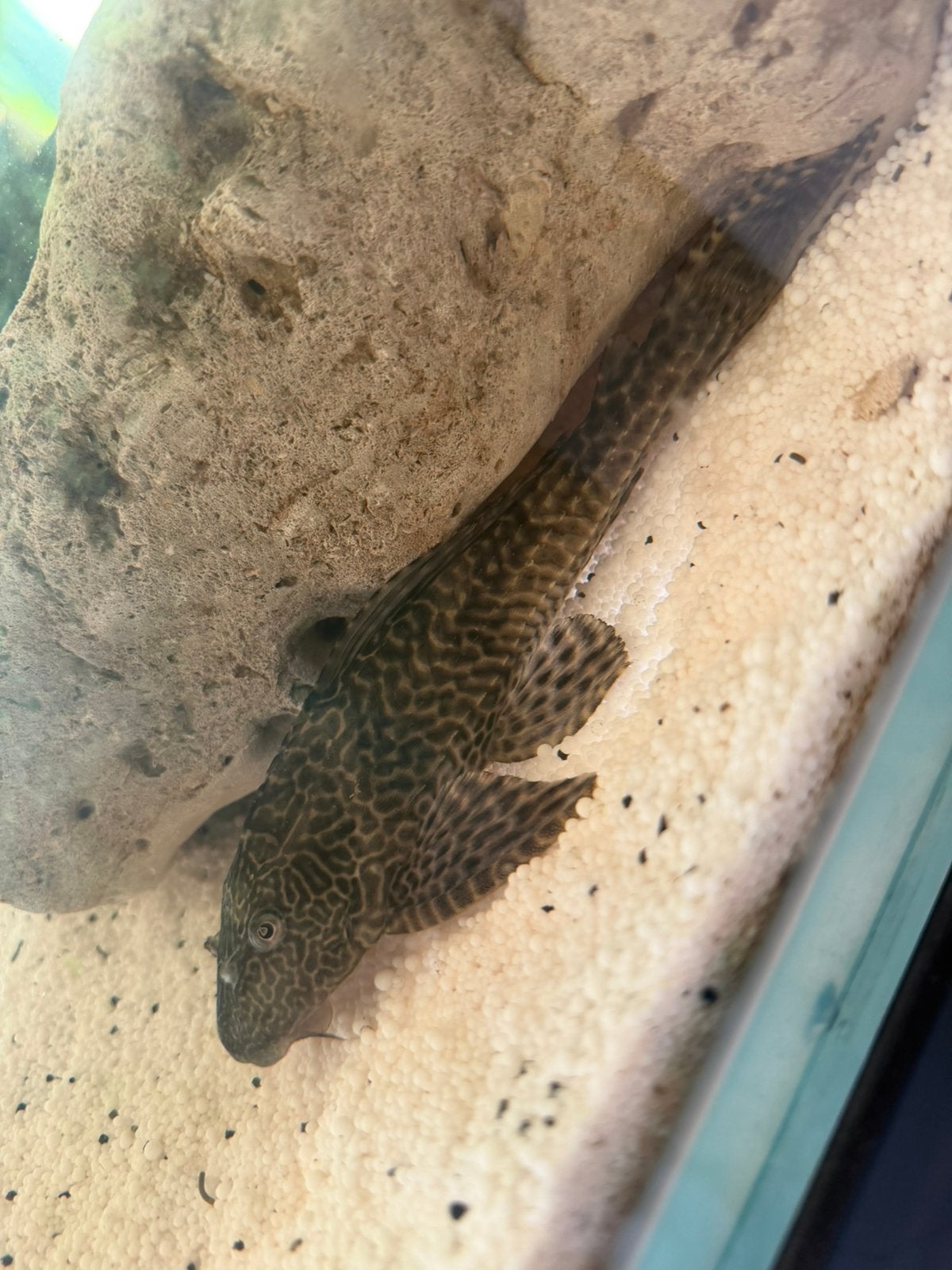 Pleco, Dieren en Toebehoren, Ophalen, Leeg aquarium