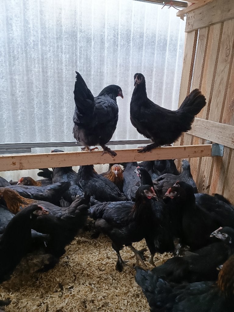 Poules marans pures meilleur prix en Belgique 0499/082381, Femelle, Poule ou poulet
