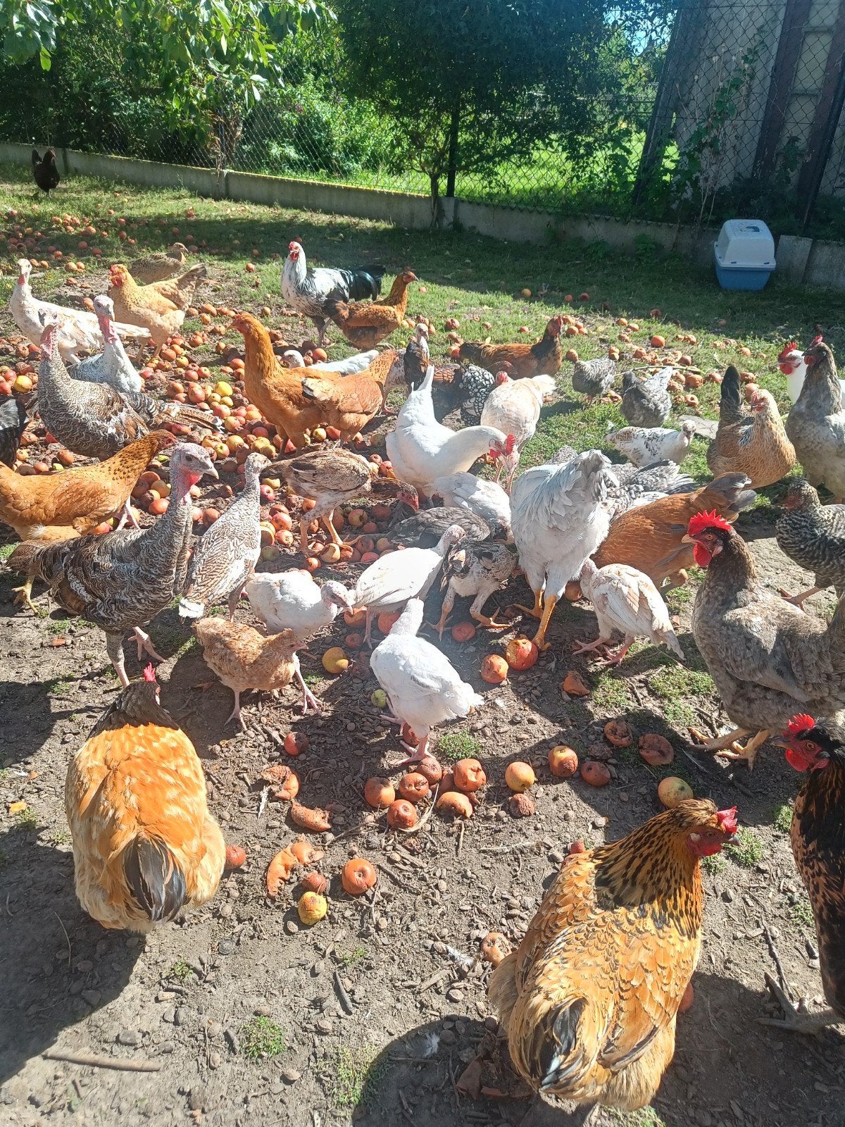 mooie kippen en hanen, Dieren en Toebehoren