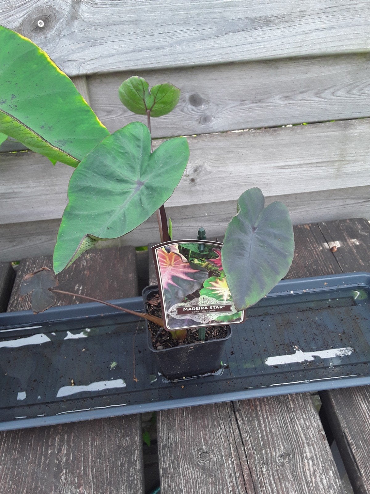 Colocasia Madeira Star, Tuin en Terras, Ophalen of Verzenden