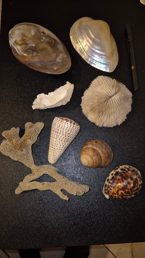 De vieux coquillages, une éponge et un morceau de corail, Enlèvement ou Envoi, Utilisé, Autres, Autres types