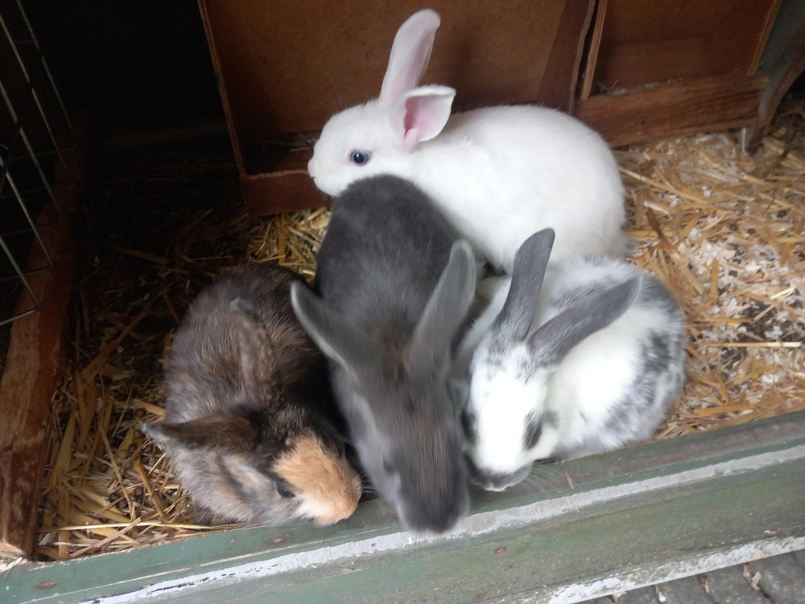 Dwergkonijnen, Animaux & Accessoires, Lapins, Plusieurs animaux, Nain