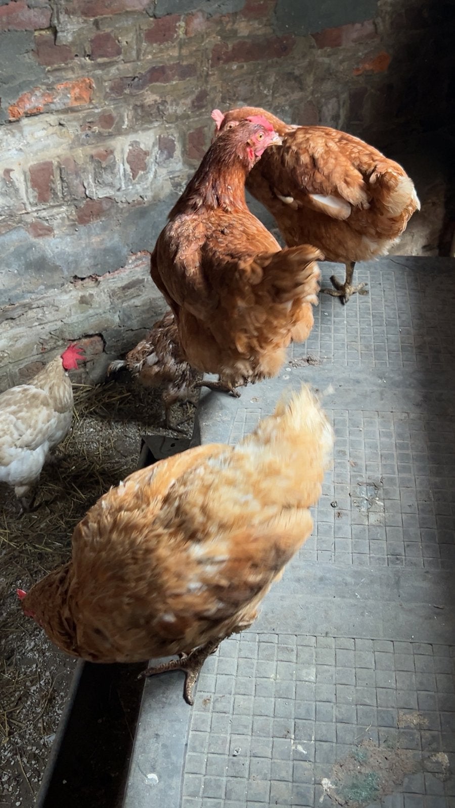 10 poules pondeuses à vendre, Animaux & Accessoires, Femelle, Poule ou poulet