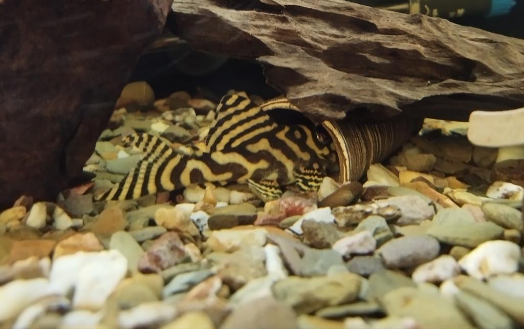 L333 hypancistrus, Dieren en Toebehoren, Vissen | Aquariumvissen