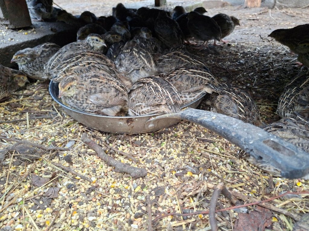 Japanse kwartels 4 weken oud, Dieren en Toebehoren, Meerdere dieren, Overige soorten