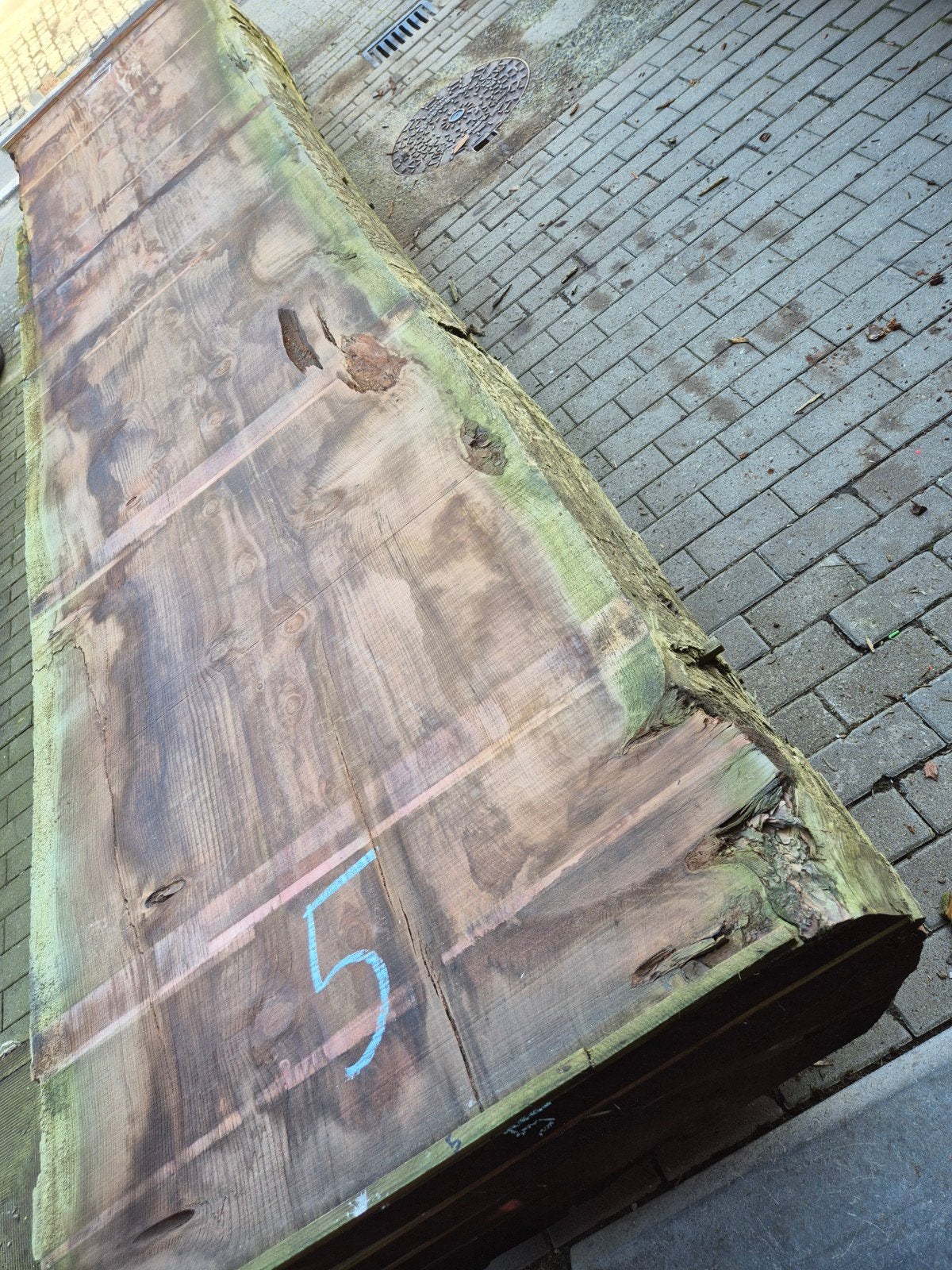 XXL boomstambladen schaaldelen sequoia redwood mammoetboom, Ophalen
