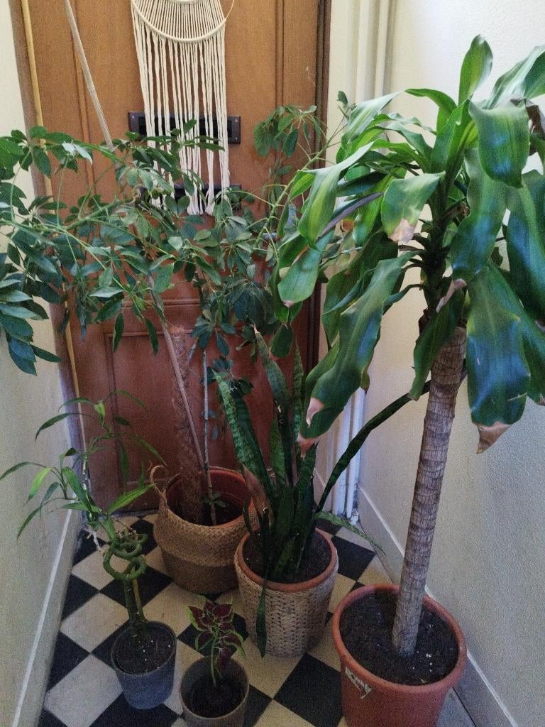 Lot de plantes, Enlèvement