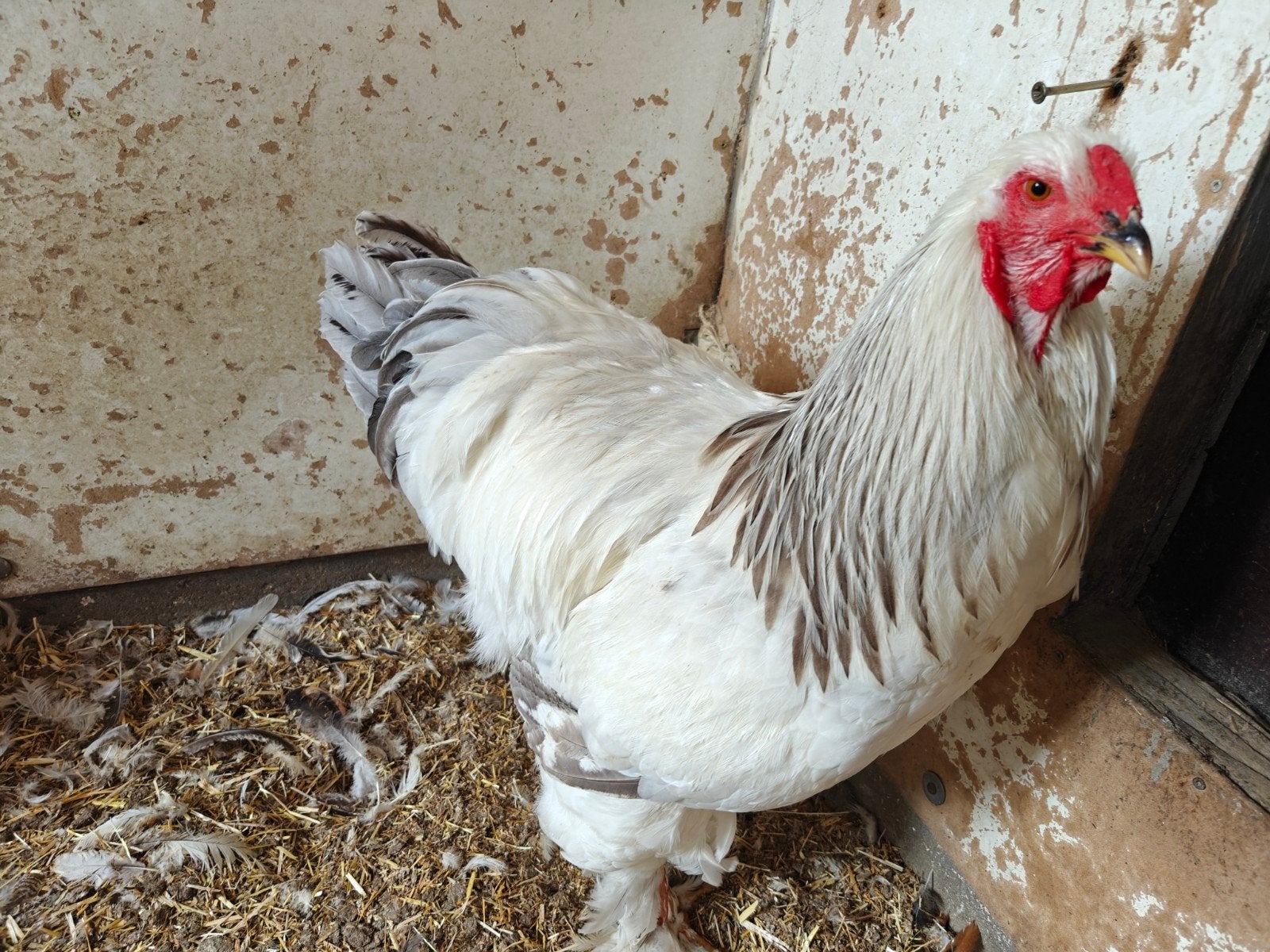 Brahma groothoen hanen, Dieren en Toebehoren, Pluimvee, Mannelijk, Kip