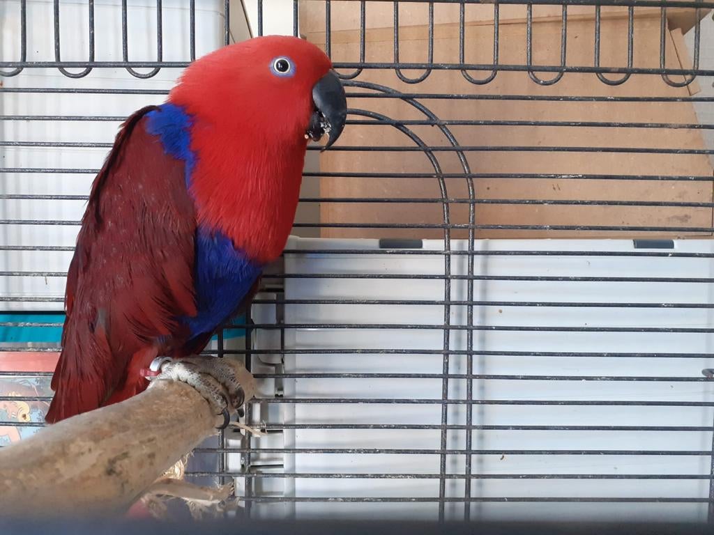 Koppel edel papegaaien, Dieren en Toebehoren, Vogels | Parkieten en Papegaaien, Meerdere dieren, Papegaai
