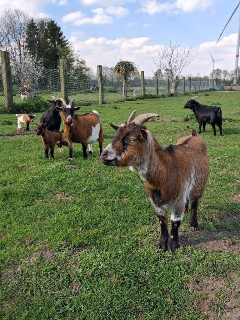 Dwerg geiten miekes, Dieren en Toebehoren, Schapen, Geiten en Varkens