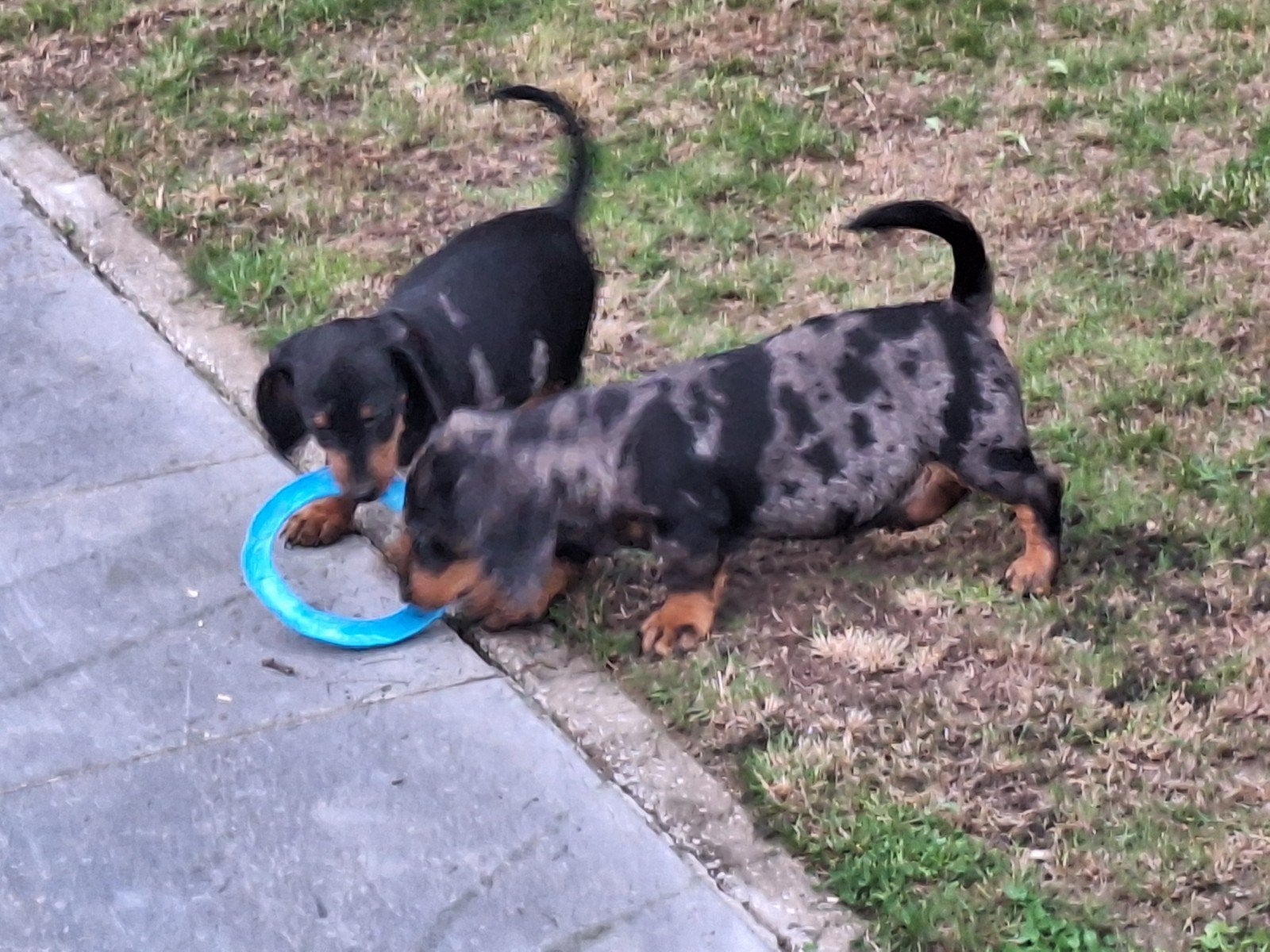 Dwergteckel puppy's, Dieren en Toebehoren, België, CDV (hondenziekte), 8 tot 15 weken, Korthaar